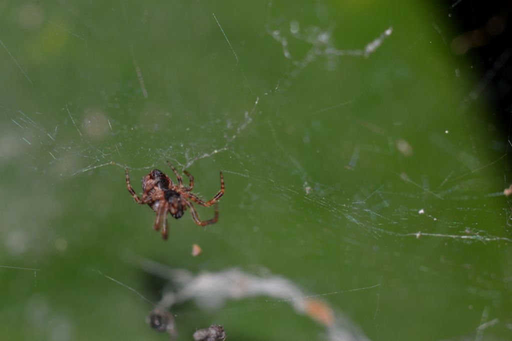 Cyrtophora citricola - Grosseto (GR)